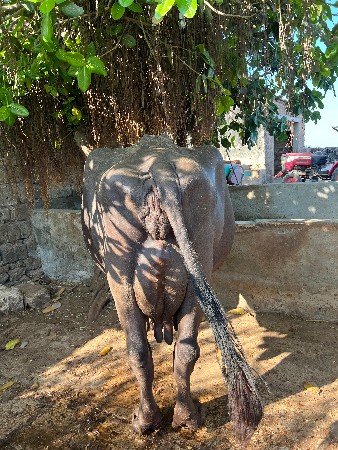 ઓરીજનલ જાફરાબાદી ભેંસ વેચવા ની