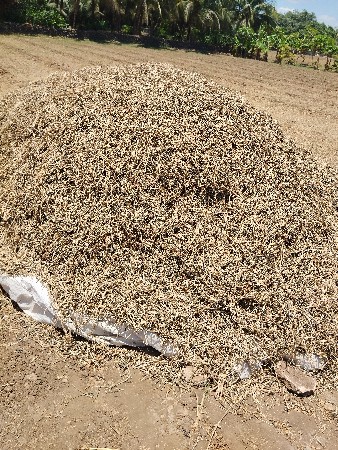 અરદ નો ચારો