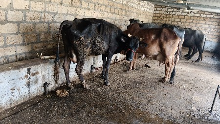ક્રોસ ગાય પેલું વેતર