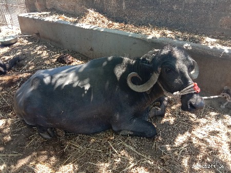 આ ભેંસ 1 મહિના ની કાચી છે