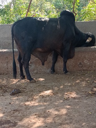 Black Bull vesvano se