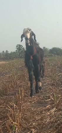 બકરો વેચવાનો છે