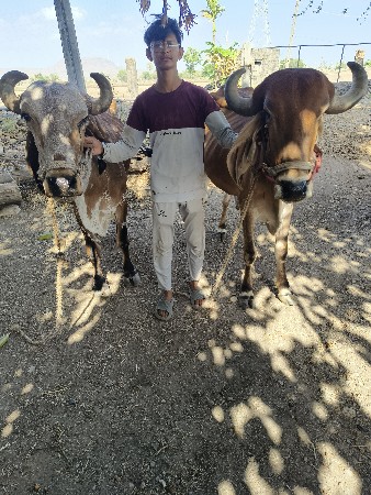 બળદ