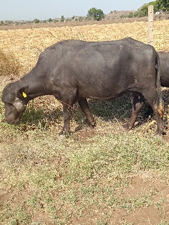 ભેંસ વેચવાની છે