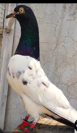 કબૂતર વેચવાના છે
