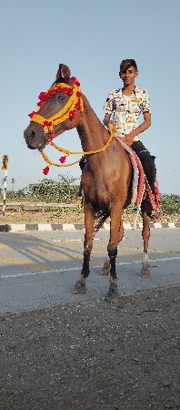 આ ઘોડી વેસવાની છે