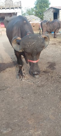 હાટુ કરવું હોય તો કરશું ભેંસ સાથે