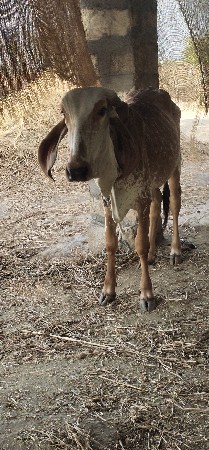 વાંસળી વેચવાની છે