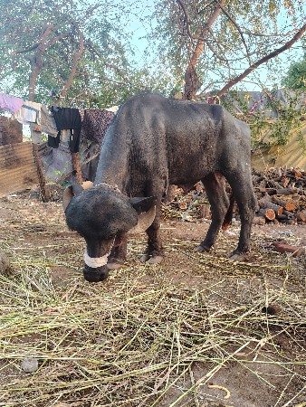જાફરાબાદી ખડેલી