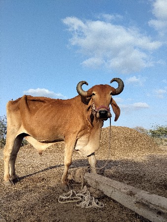 બડધ વેચવા નો છે