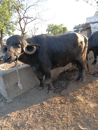 ભેંસ વેચવાની છે