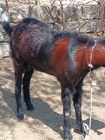 bkro vechvano che