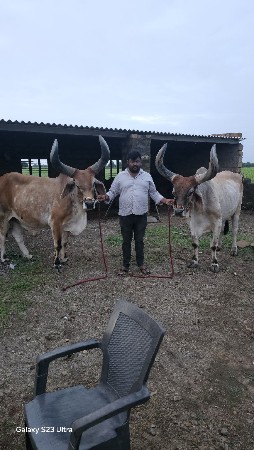 બળદ વેચવાના છે
