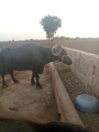 ભેંસ વેચવાની છે