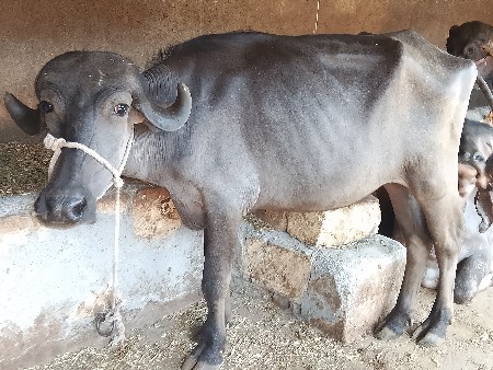 ખડેલી યુ વેચવાની યુ છે