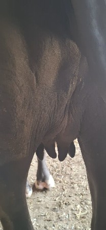 પેલુ વેતર