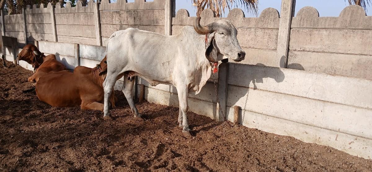 ગીર ગાય વેચવાની છે
