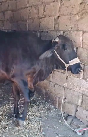 જર્સી ગાય વેચવાની છે