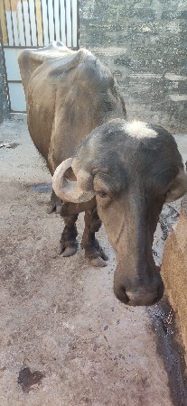 ખડેલી વેચવાની છે