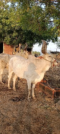 બડદ