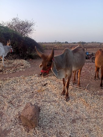ગોઢલા વેચવા ના છે
