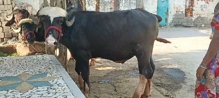 આ. પાડા વેચવાના છે