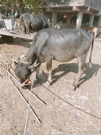 પાડો ને પાડી વેચવા ના છેઃ