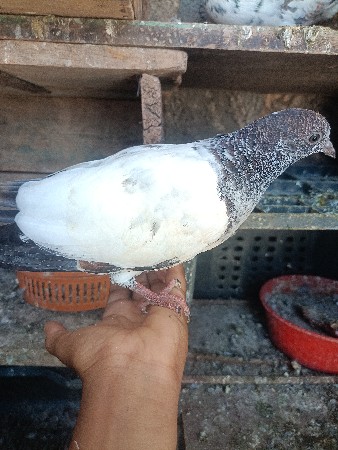 નર