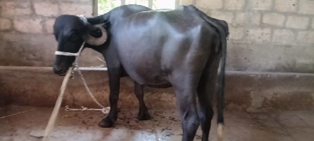ખળેલી વેચવાની છે
