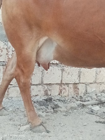 હોડકી વેચવાની છે