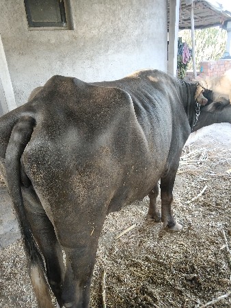 5 વર્ષ ની પાડી છે અજીકસન દેવડાવ્યું