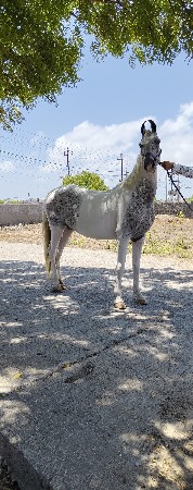 સંજાબ ઘોડી વેચવાની છે