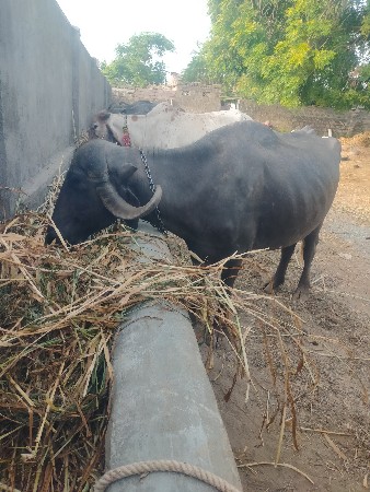 ગાભણ