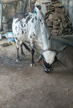 ગાય વેચવાની છે વિયાવા ઉપર છે