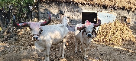 બળદ વેસવાના છે.