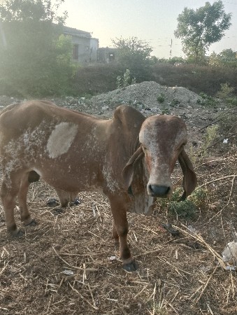ગીર ખુંટ
