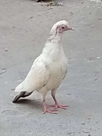 કબૂતર ના બચ્ચા વેચવાના છે