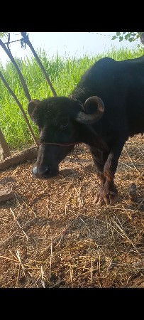 ભેંસ વેચવાની છે
