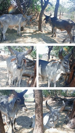 સારી ધરના બળદું છે