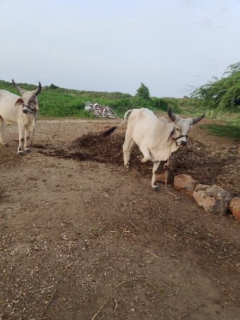 ગોધલા