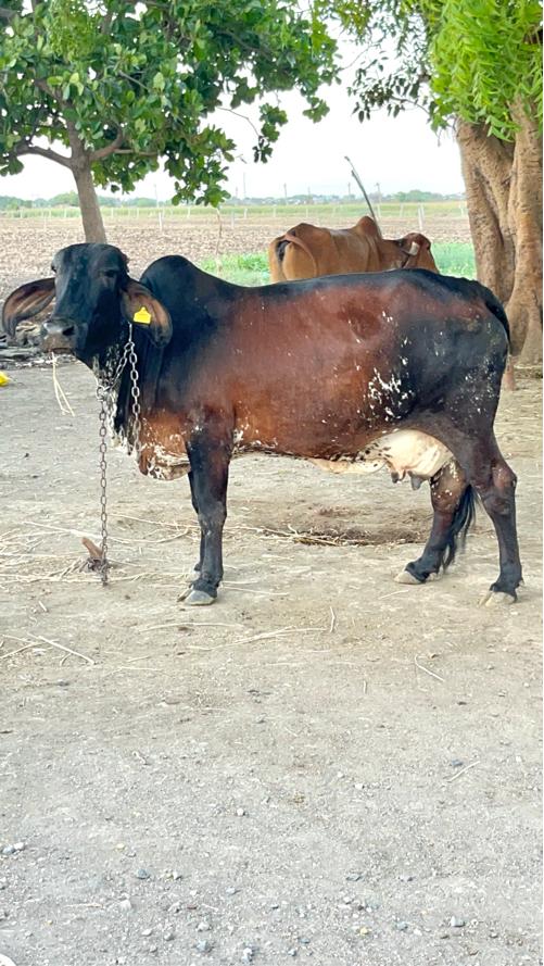 ગીર કૉસ ગાય આપવાની સે