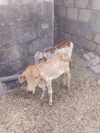 આદુ કરવાનો છે