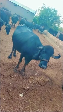 ભેંશ વેચવા ની છે