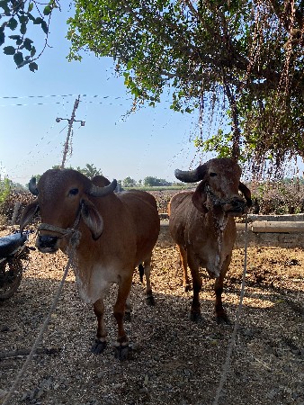 બળદ વેચવાના છે