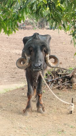ખડેલી વેચવા ની સે