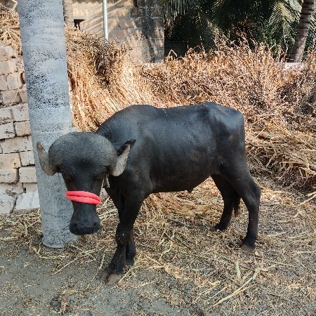 પાડો વેચવાનો છે