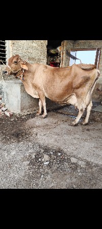 2 HF ક્રોસ ગાયું વેસવાનિ છે
