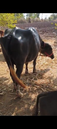 ભેંસ વેચવાની છે