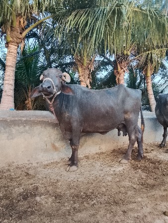 ભેંસ વેચવાની છે