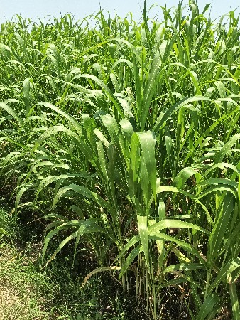 લીલો જુવાર નો ચારો વેસવાનો છે